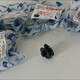 Резинка корпуса фары нов.  - 1